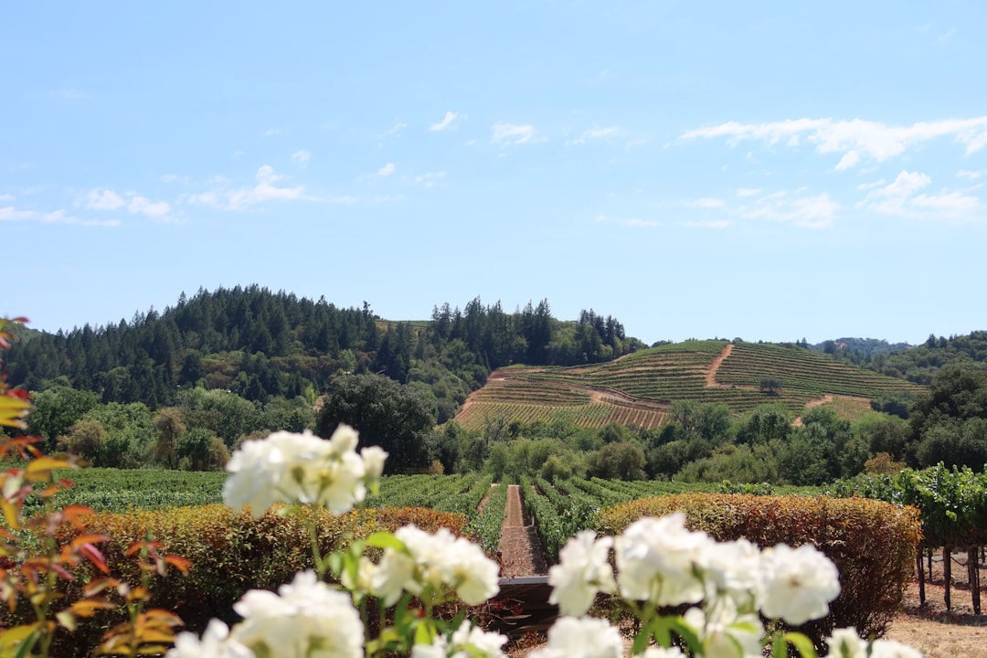 Napa Valley Vineyard Tour Experience