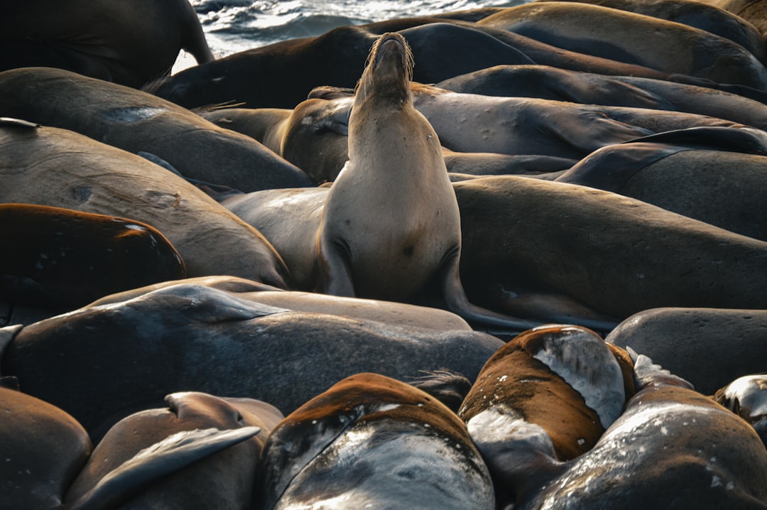 Sea lions at Pier 39